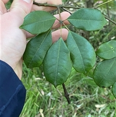 Cissus hypoglauca (Giant Water Vine) at Martinsville, NSW - 6 Sep 2024 by Tapirlord