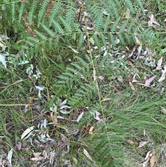 Pteridium esculentum (Bracken) at Martinsville, NSW - 6 Sep 2024 by Tapirlord