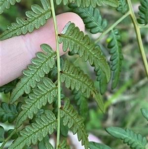 Pteridium esculentum at Martinsville, NSW - 6 Sep 2024 07:50 AM