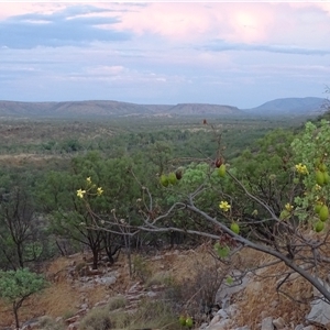 Cochlospermum fraseri at Wunaamin Miliwundi Ranges, WA by Mike