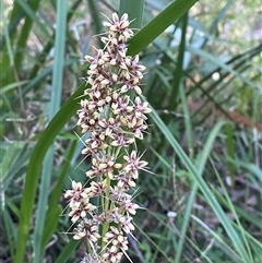 Lomandra longifolia (Spiny-headed Mat-rush, Honey Reed) at Martinsville, NSW - 5 Sep 2024 by Tapirlord