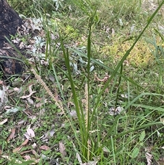 Lomandra longifolia at Martinsville, NSW - 6 Sep 2024 07:49 AM