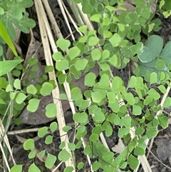 Adiantum aethiopicum (Common Maidenhair Fern) at Martinsville, NSW - 5 Sep 2024 by Tapirlord