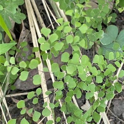 Adiantum aethiopicum (Common Maidenhair Fern) at Martinsville, NSW - 5 Sep 2024 by Tapirlord