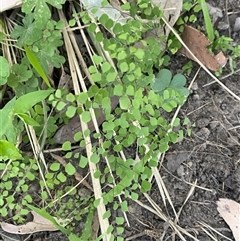 Adiantum aethiopicum at Martinsville, NSW - suppressed