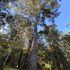 Eucalyptus saligna (Sydney Blue Gum) at Martinsville, NSW - 5 Sep 2024 by Tapirlord