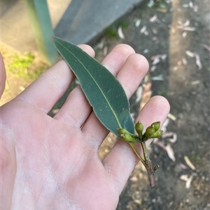Eucalyptus saligna at Martinsville, NSW - 6 Sep 2024 07:47 AM