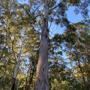 Eucalyptus saligna at Martinsville, NSW - 6 Sep 2024