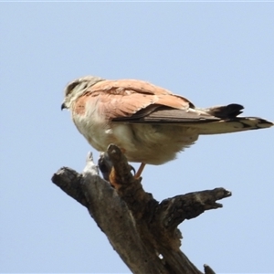 Falco cenchroides (Nankeen Kestrel) at Tharwa, ACT by KMcCue