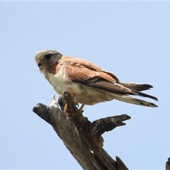 Falco cenchroides at Tharwa, ACT - 14 Dec 2024