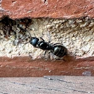 Camponotus aeneopilosus (A Golden-tailed sugar ant) at Aranda, ACT by KMcCue