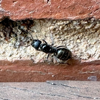 Camponotus aeneopilosus (A Golden-tailed sugar ant) at Aranda, ACT - 13 Dec 2024 by KMcCue