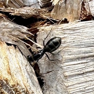 Camponotus sp. (genus) at Aranda, ACT - 13 Dec 2024