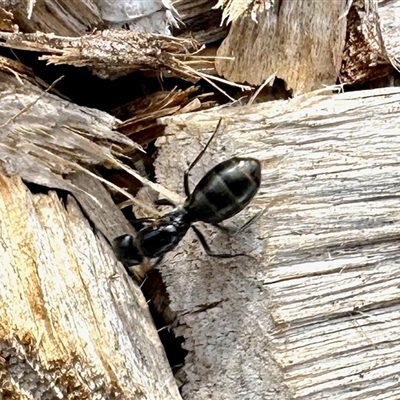 Unidentified Ant (Hymenoptera, Formicidae) at Aranda, ACT - 13 Dec 2024 by KMcCue