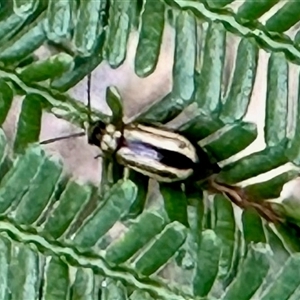 Monolepta froggatti at Aranda, ACT - 13 Dec 2024 06:03 PM