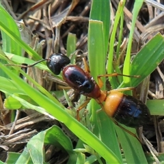 Camponotus consobrinus (Banded sugar ant) at Symonston, ACT - 14 Dec 2024 by RobParnell