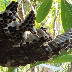 Polistes sp. (genus) at Mitchell Plateau, WA - 21 Sep 2024 06:35 AM