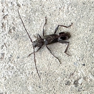 Unidentified Longhorn beetle (Cerambycidae) at Aranda, ACT by KMcCue