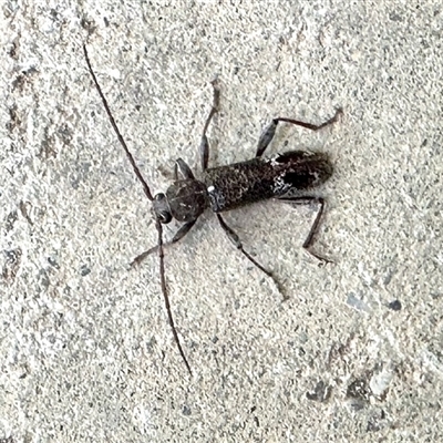 Unidentified Longhorn beetle (Cerambycidae) at Aranda, ACT - 14 Dec 2024 by KMcCue