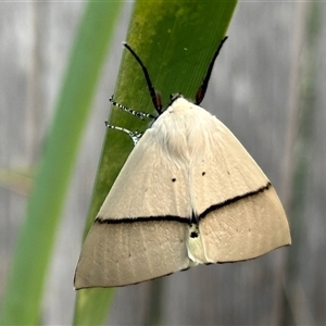 Gastrophora henricaria (Fallen-bark Looper, Beautiful Leaf Moth) at Aranda, ACT by KMcCue