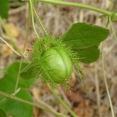 Unidentified Climber or Mistletoe at Durack, WA - 18 Sep 2024 by Mike