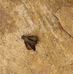 Unidentified Skipper (Hesperiidae) at Durack, WA by Mike