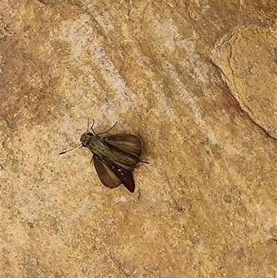 Unidentified Skipper (Hesperiidae) at Durack, WA - 18 Sep 2024 by Mike