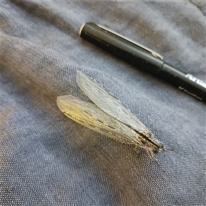 Heoclisis fundata (Antlion lacewing) at Scullin, ACT by LindaD