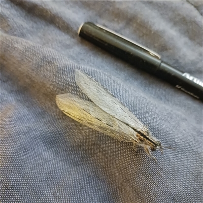 Heoclisis fundata (Antlion lacewing) at Scullin, ACT - 14 Dec 2024 by LindaD