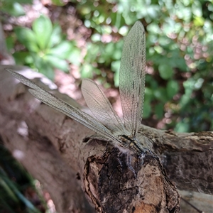 Heoclisis fundata at Scullin, ACT - 14 Dec 2024 12:41 PM
