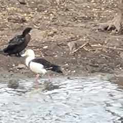 Radjah radjah (Radjah Shelduck) at Wyndham, WA - 17 Sep 2024 by Mike