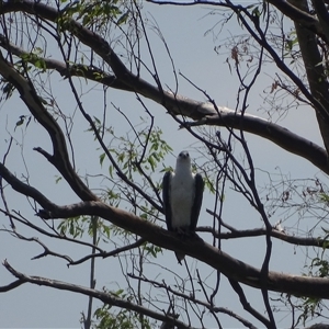 Haliaeetus leucogaster (White-bellied Sea-Eagle) at Lake Argyle, WA by Mike