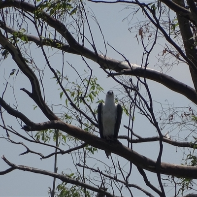 Haliaeetus leucogaster (White-bellied Sea-Eagle) at Lake Argyle, WA - 16 Sep 2024 by Mike