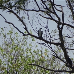 Haliaeetus leucogaster at Lake Argyle, WA - 16 Sep 2024 10:26 AM