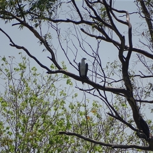 Haliaeetus leucogaster at Lake Argyle, WA - 16 Sep 2024 10:26 AM