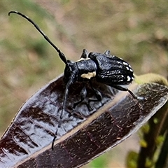 Ancita marginicollis (A longhorn beetle) at Tathra, NSW - 14 Dec 2024 by MattYoung