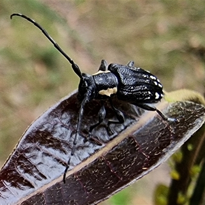 Ancita marginicollis (A longhorn beetle) at Tathra, NSW - 14 Dec 2024 by MattYoung