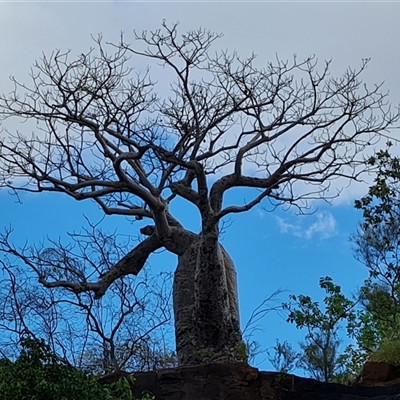 Adansonia gregorii (Boab) at Wunaamin Miliwundi Ranges, WA - 22 Sep 2024 by Mike