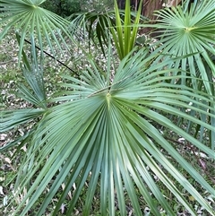 Livistona australis (Australian Cabbage Palm) at Martinsville, NSW - 5 Sep 2024 by Tapirlord