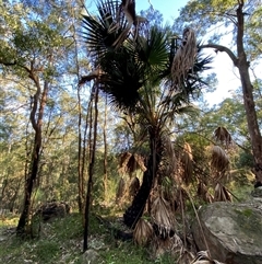 Livistona australis at Martinsville, NSW - suppressed