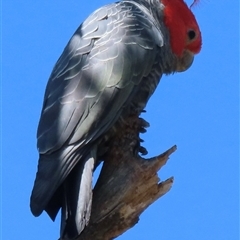 Callocephalon fimbriatum (Gang-gang Cockatoo) at Symonston, ACT - 13 Dec 2024 by RobParnell