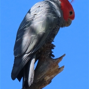 Callocephalon fimbriatum (Gang-gang Cockatoo) at Symonston, ACT by RobParnell