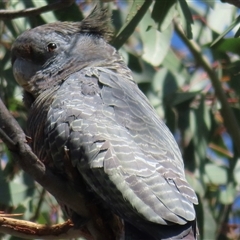 Callocephalon fimbriatum at Symonston, ACT - 14 Dec 2024