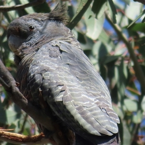 Callocephalon fimbriatum at Symonston, ACT - 14 Dec 2024