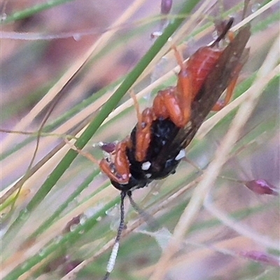 Ichneumonidae (family) by clarehoneydove