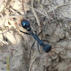 Myrmecia tarsata (Bull ant or Bulldog ant) at Lake George, NSW - 20 Nov 2024 by clarehoneydove