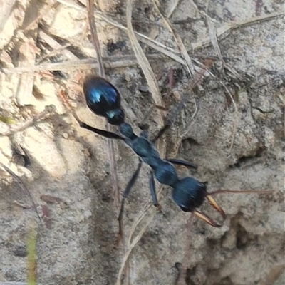Myrmecia tarsata (Bull ant or Bulldog ant) at Lake George, NSW - 20 Nov 2024 by clarehoneydove