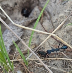 Myrmecia tarsata at Lake George, NSW - 20 Nov 2024