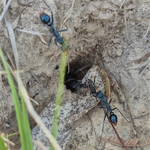 Myrmecia tarsata at Lake George, NSW - 20 Nov 2024