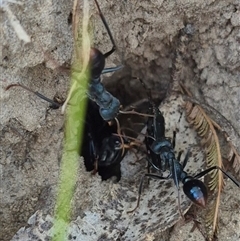 Myrmecia tarsata at Lake George, NSW - 20 Nov 2024 05:11 PM